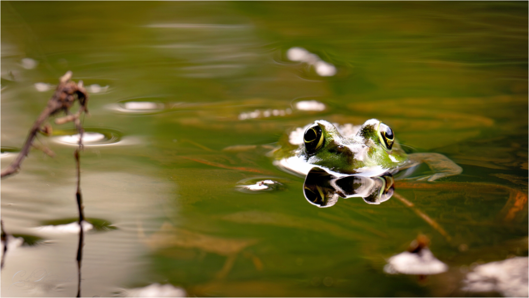 "Pond Hopper"